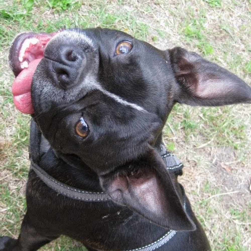 Meet your Posher, Lisal